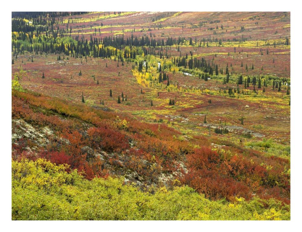 Autumn Tundra With Boreal Forest, Tombstone Territorial Park, Yukon Territory, Canada-Paper Art-26X20