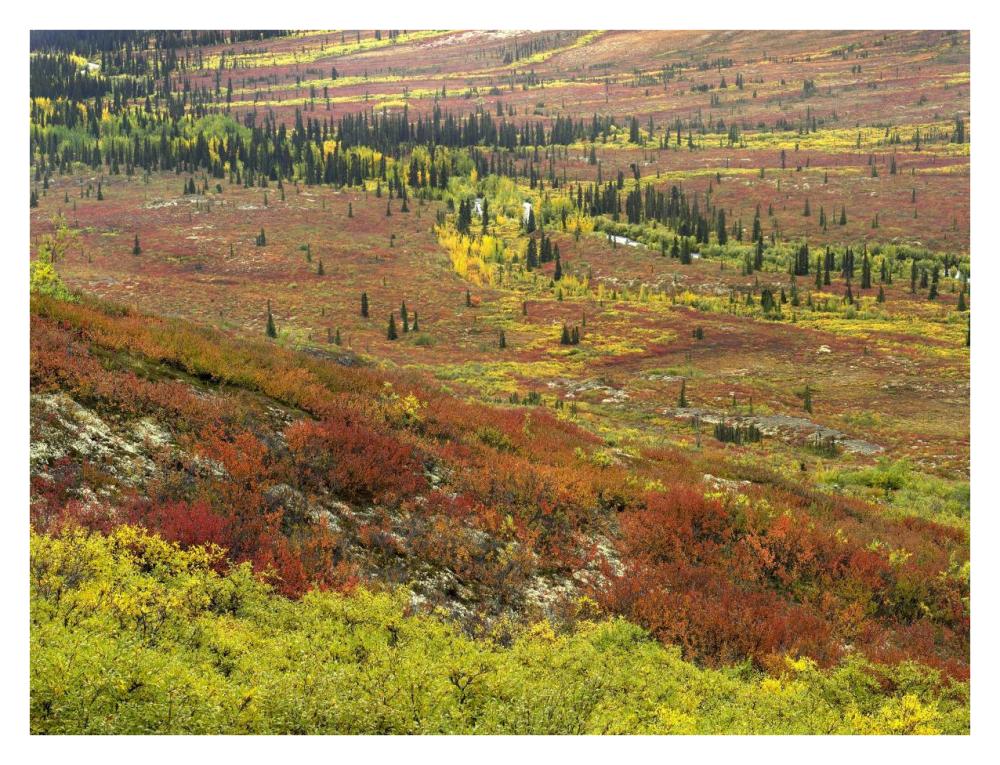 Autumn Tundra With Boreal Forest, Tombstone Territorial Park, Yukon Territory, Canada-Paper Art-34X26