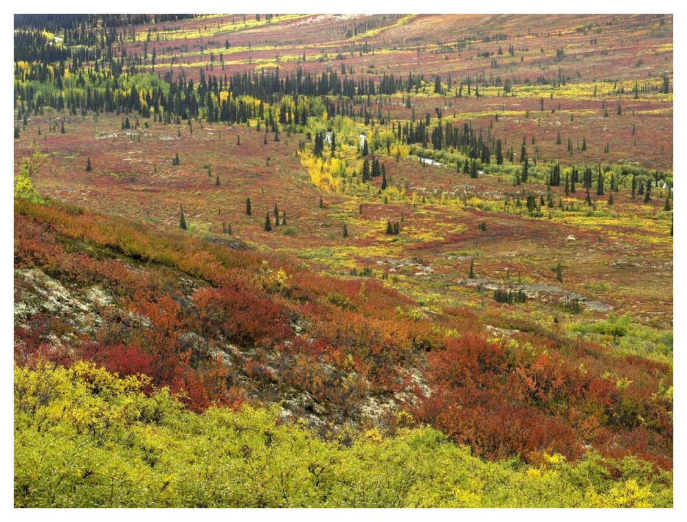 Autumn Tundra With Boreal Forest, Tombstone Territorial Park, Yukon Territory, Canada-Paper Art-50X38