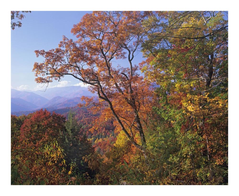 Deciduous Forest In Autumn, Blue Ridge Parkway, Great Smoky Mountains, North Carolina-Paper Art-22X18