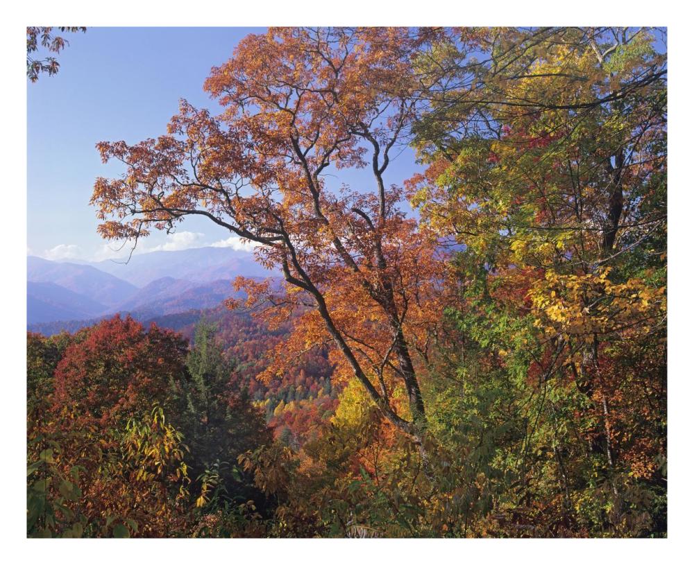 Deciduous Forest In Autumn, Blue Ridge Parkway, Great Smoky Mountains, North Carolina-Paper Art-26X22