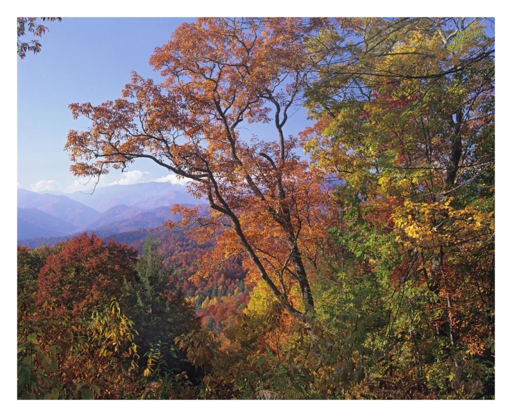 Deciduous Forest In Autumn, Blue Ridge Parkway, Great Smoky Mountains, North Carolina-Paper Art-30X24