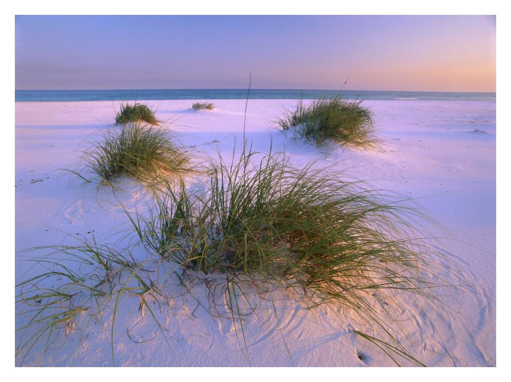 Sea Oats Growing On Beach, Santa Rosa Island, Gulf Islands National Seashore, Florida-Paper Art-18X14