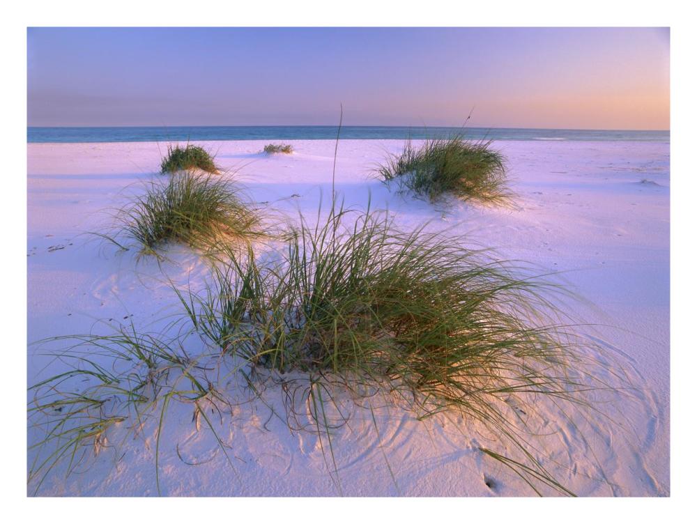 Sea Oats Growing On Beach, Santa Rosa Island, Gulf Islands National Seashore, Florida-Paper Art-26X20