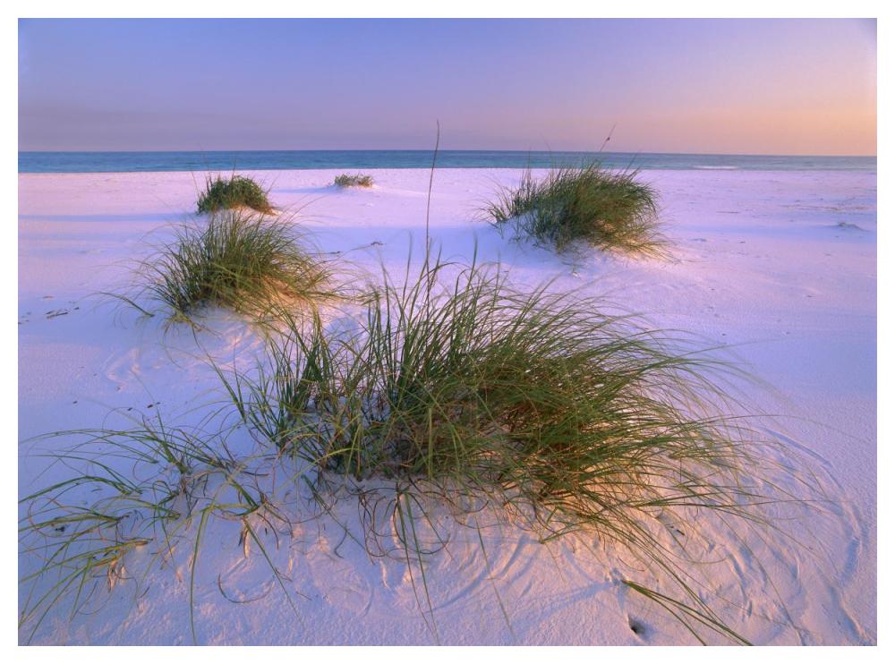 Sea Oats Growing On Beach, Santa Rosa Island, Gulf Islands National Seashore, Florida-Paper Art-50X38
