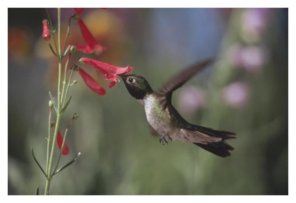 Broad-Tailed Hummingbird Feeding On The Nectar Of A Scarlet Bugler Flower, New Mexico-Paper Art-20X14