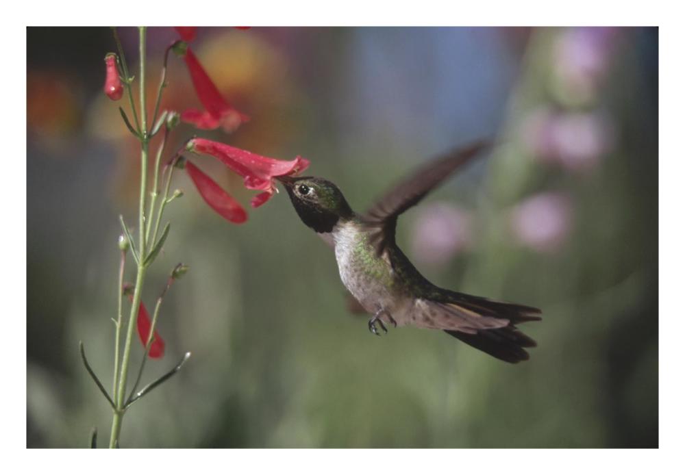 Broad-Tailed Hummingbird Feeding On The Nectar Of A Scarlet Bugler Flower, New Mexico-Paper Art-26X18