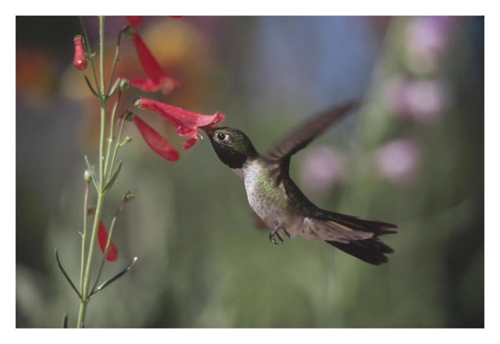Broad-Tailed Hummingbird Feeding On The Nectar Of A Scarlet Bugler Flower, New Mexico-Paper Art-32X22