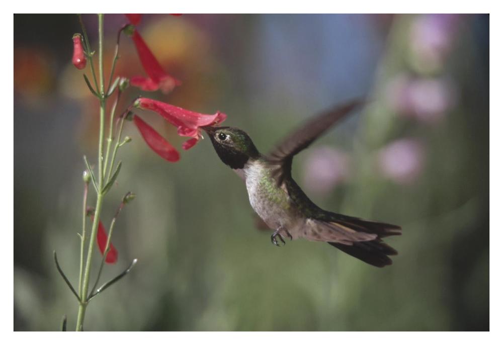 Broad-Tailed Hummingbird Feeding On The Nectar Of A Scarlet Bugler Flower, New Mexico-Paper Art-38X26