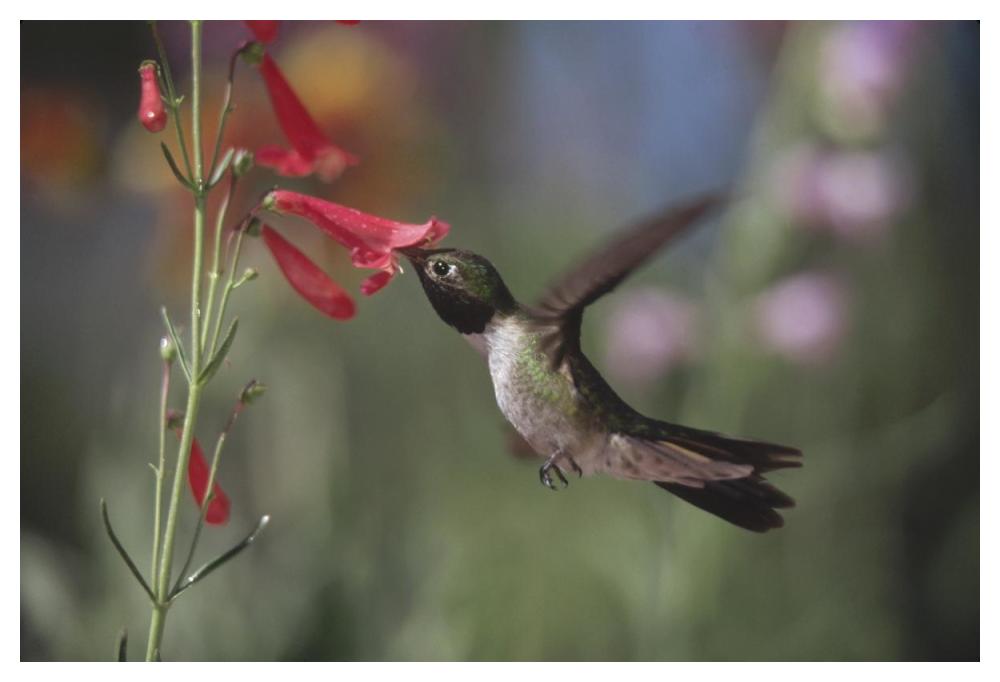 Broad-Tailed Hummingbird Feeding On The Nectar Of A Scarlet Bugler Flower, New Mexico-Paper Art-50X34