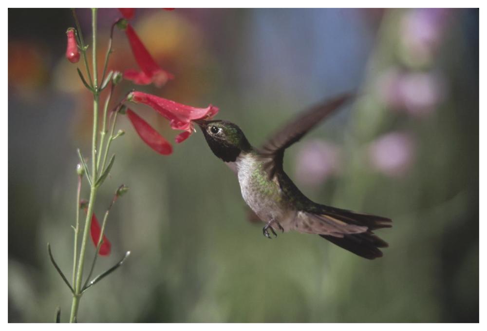 Broad-Tailed Hummingbird Feeding On The Nectar Of A Scarlet Bugler Flower, New Mexico-Paper Art-62X42