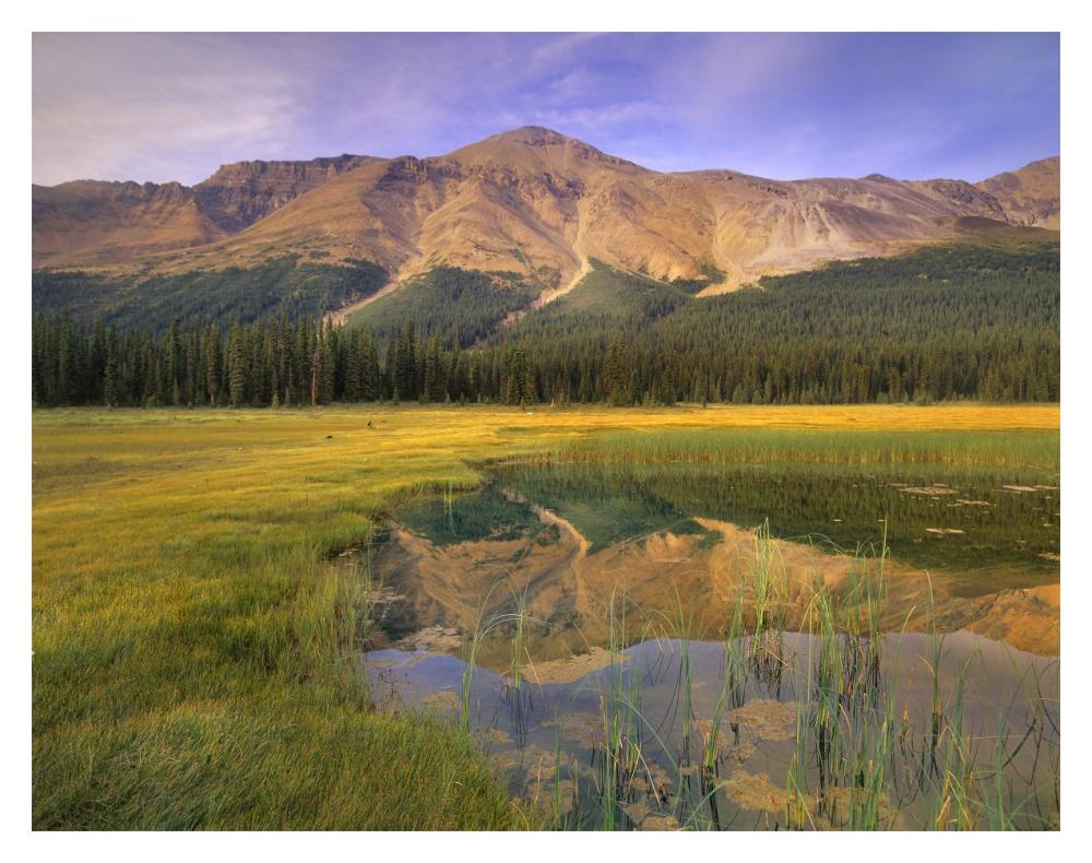 Observation Peak And Coniferous Forest Reflected In Pond, Banff National Park, Alberta-Paper Art-18X14