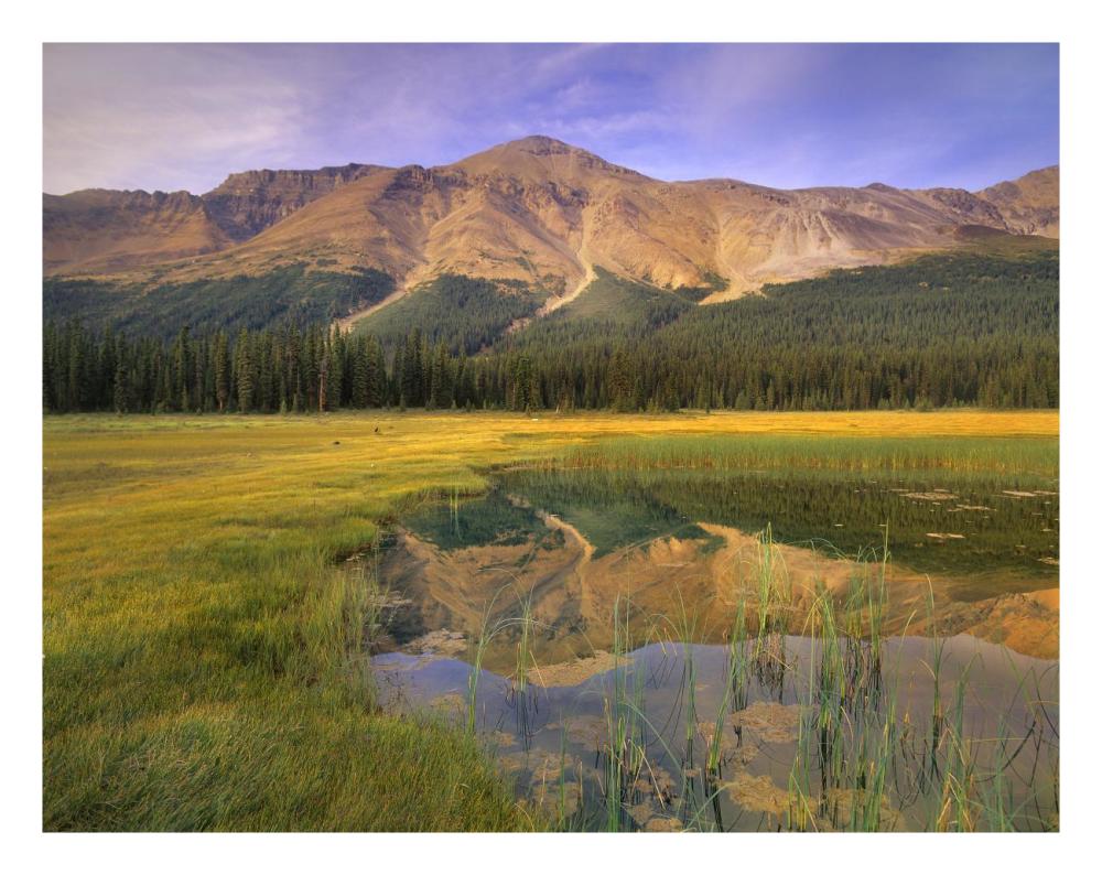 Observation Peak And Coniferous Forest Reflected In Pond, Banff National Park, Alberta-Paper Art-26X20