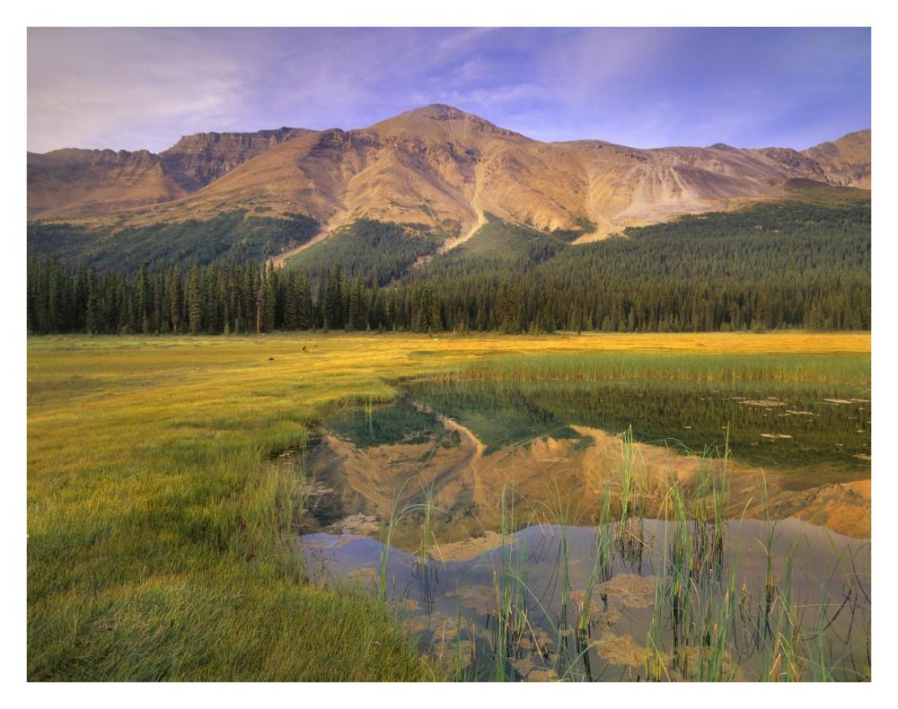 Observation Peak And Coniferous Forest Reflected In Pond, Banff National Park, Alberta-Paper Art-34X26