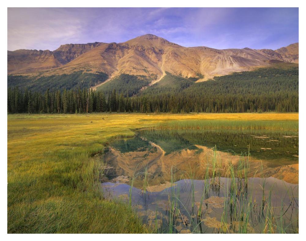 Observation Peak And Coniferous Forest Reflected In Pond, Banff National Park, Alberta-Paper Art-42X32