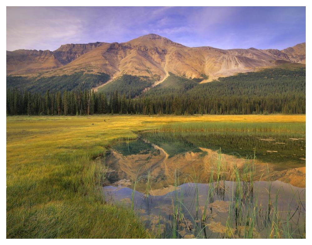 Observation Peak And Coniferous Forest Reflected In Pond, Banff National Park, Alberta-Paper Art-50X38