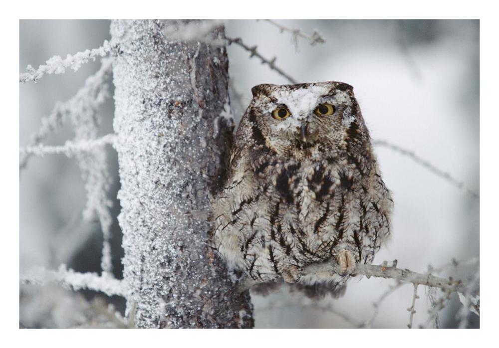 Western Screech Owl Perching In A Tree With Snow On Its Head, British Columbia, Canada-Paper Art-26X18