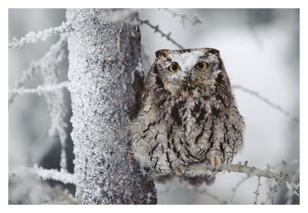 Western Screech Owl Perching In A Tree With Snow On Its Head, British Columbia, Canada-Paper Art-38X26