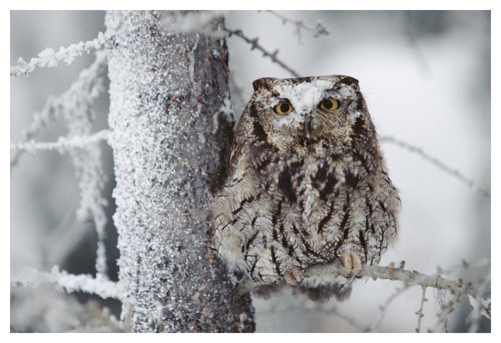 Western Screech Owl Perching In A Tree With Snow On Its Head, British Columbia, Canada-Paper Art-50X34