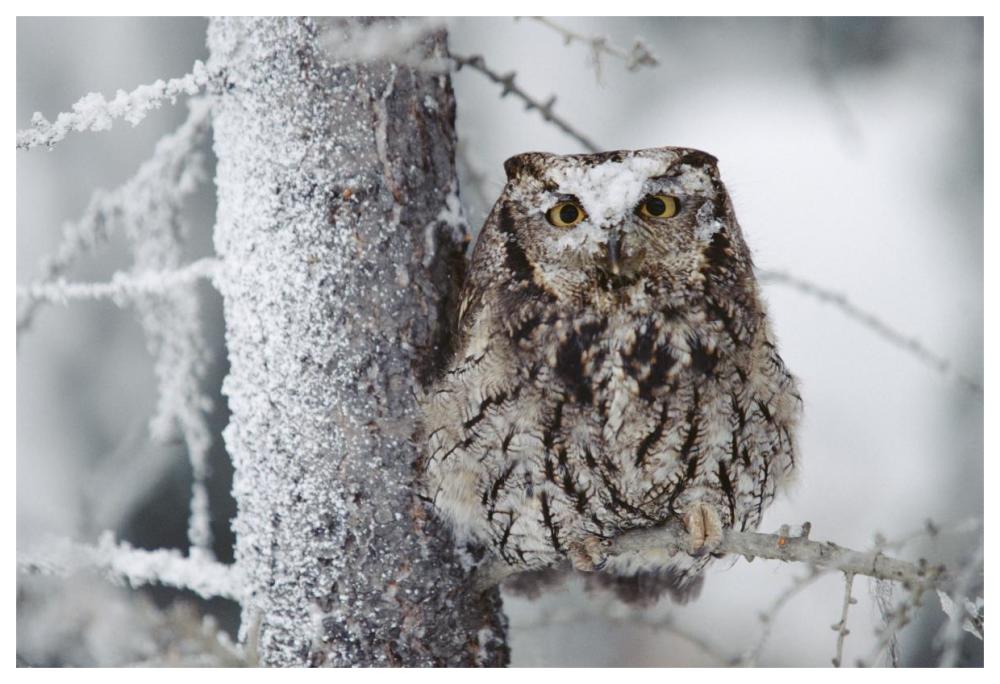 Western Screech Owl Perching In A Tree With Snow On Its Head, British Columbia, Canada-Paper Art-62X42