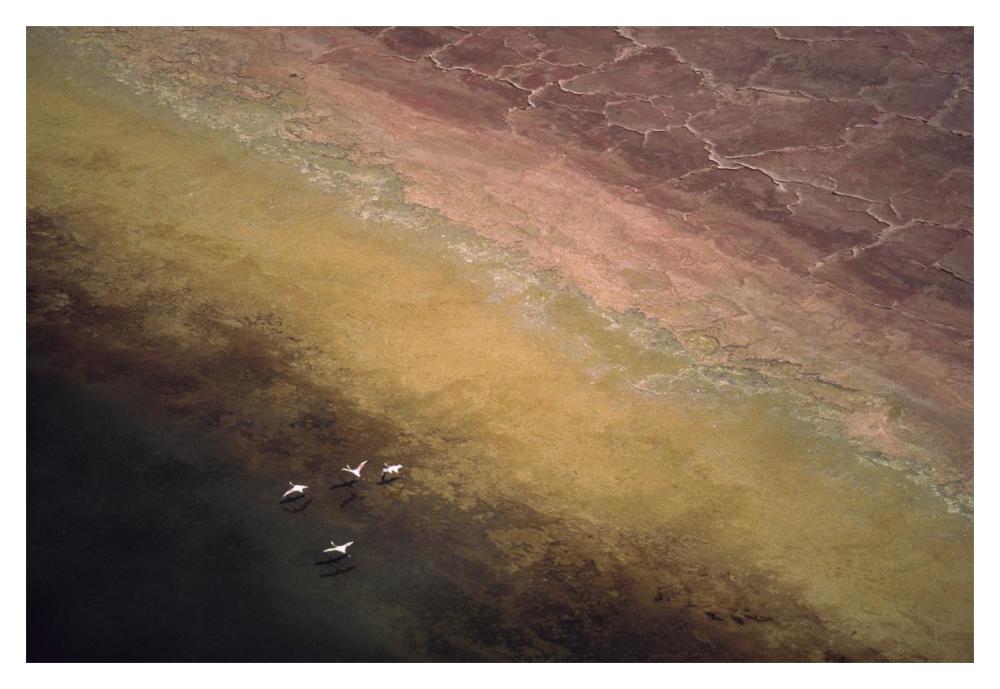 Lesser Flamingo Flock Of Four Flying Over Soda Flats At The Edge Of Lake Magadi, Kenya-Paper Art-20X14