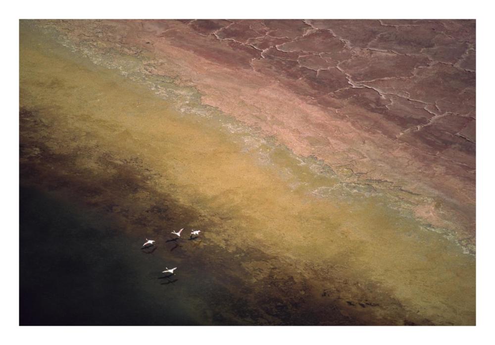 Lesser Flamingo Flock Of Four Flying Over Soda Flats At The Edge Of Lake Magadi, Kenya-Paper Art-26X18