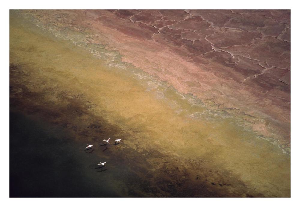 Lesser Flamingo Flock Of Four Flying Over Soda Flats At The Edge Of Lake Magadi, Kenya-Paper Art-32X22