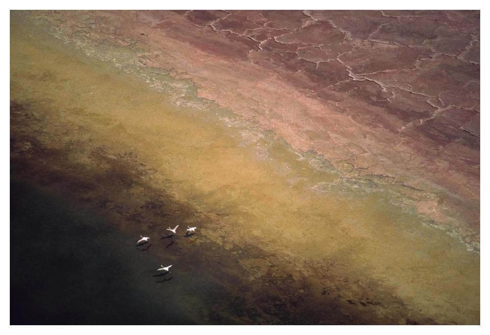 Lesser Flamingo Flock Of Four Flying Over Soda Flats At The Edge Of Lake Magadi, Kenya-Paper Art-50X34