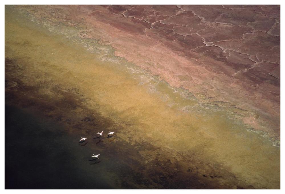 Lesser Flamingo Flock Of Four Flying Over Soda Flats At The Edge Of Lake Magadi, Kenya-Paper Art-62X42
