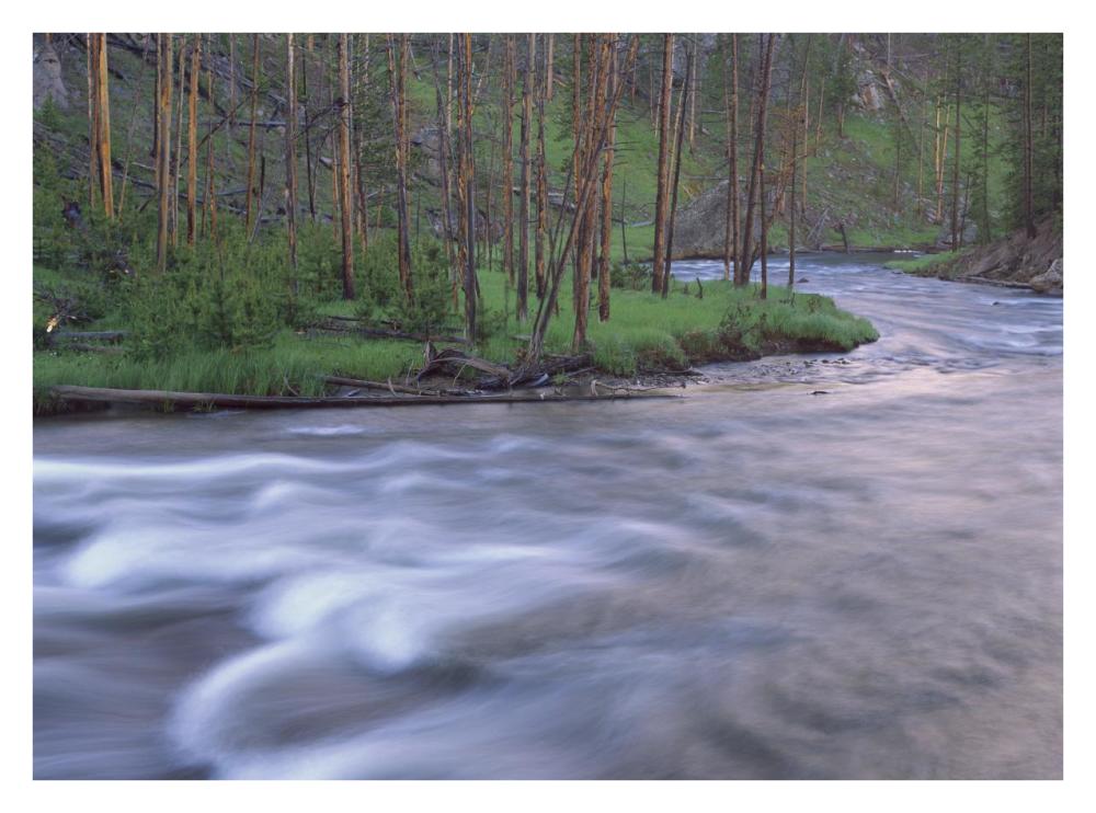 Gibbon River Rapids Popular River For Trout Fishing, Yellowstone National Park, Wyoming-Paper Art-34X26