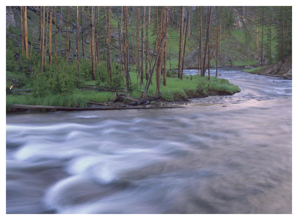 Gibbon River Rapids Popular River For Trout Fishing, Yellowstone National Park, Wyoming-Paper Art-50X38