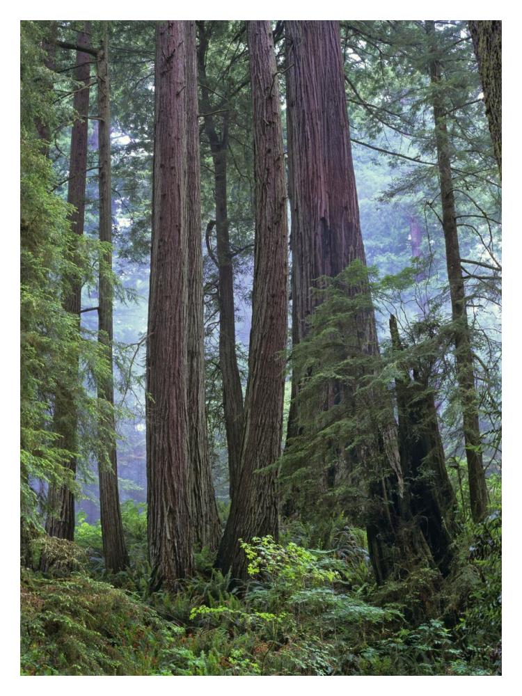 Old Growth Forest Of Coast Redwood Stand Del Norte Coast Redwoods State Park, California-Paper Art-14X18
