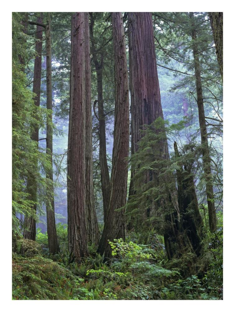 Old Growth Forest Of Coast Redwood Stand Del Norte Coast Redwoods State Park, California-Paper Art-20X26