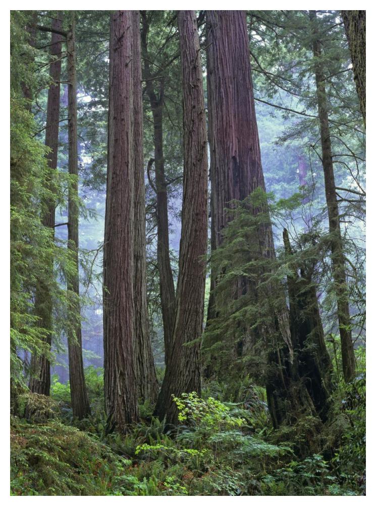 Old Growth Forest Of Coast Redwood Stand Del Norte Coast Redwoods State Park, California-Paper Art-38X50