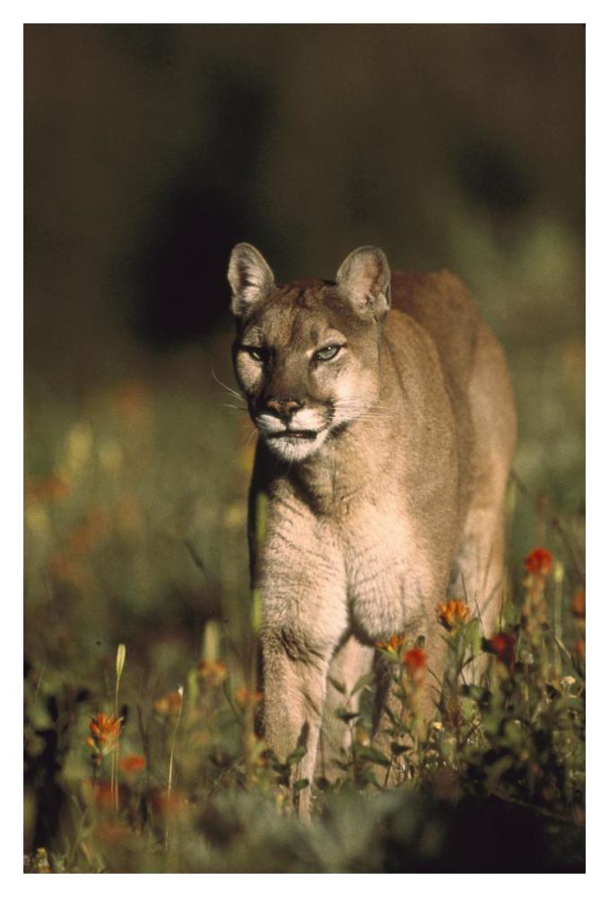 Mountain Lion Or Cougar Walking Through A Field Of Red Paintbrush Flowers, North America-Paper Art-14X20