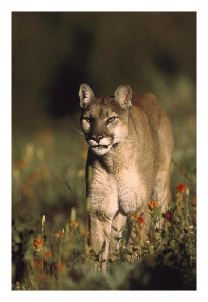 Mountain Lion Or Cougar Walking Through A Field Of Red Paintbrush Flowers, North America-Paper Art-18X26