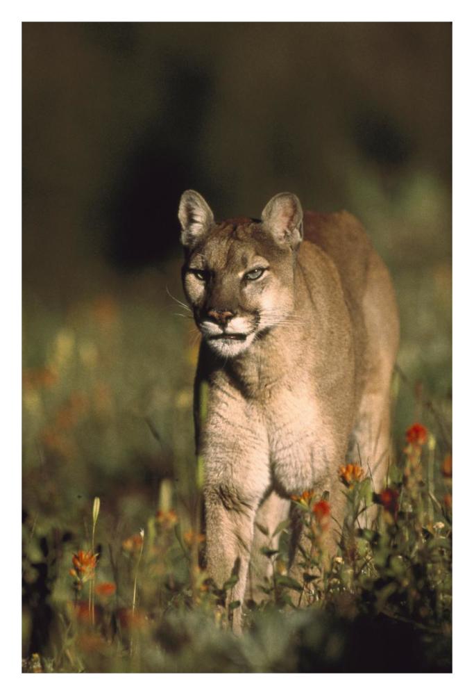 Mountain Lion Or Cougar Walking Through A Field Of Red Paintbrush Flowers, North America-Paper Art-22X32