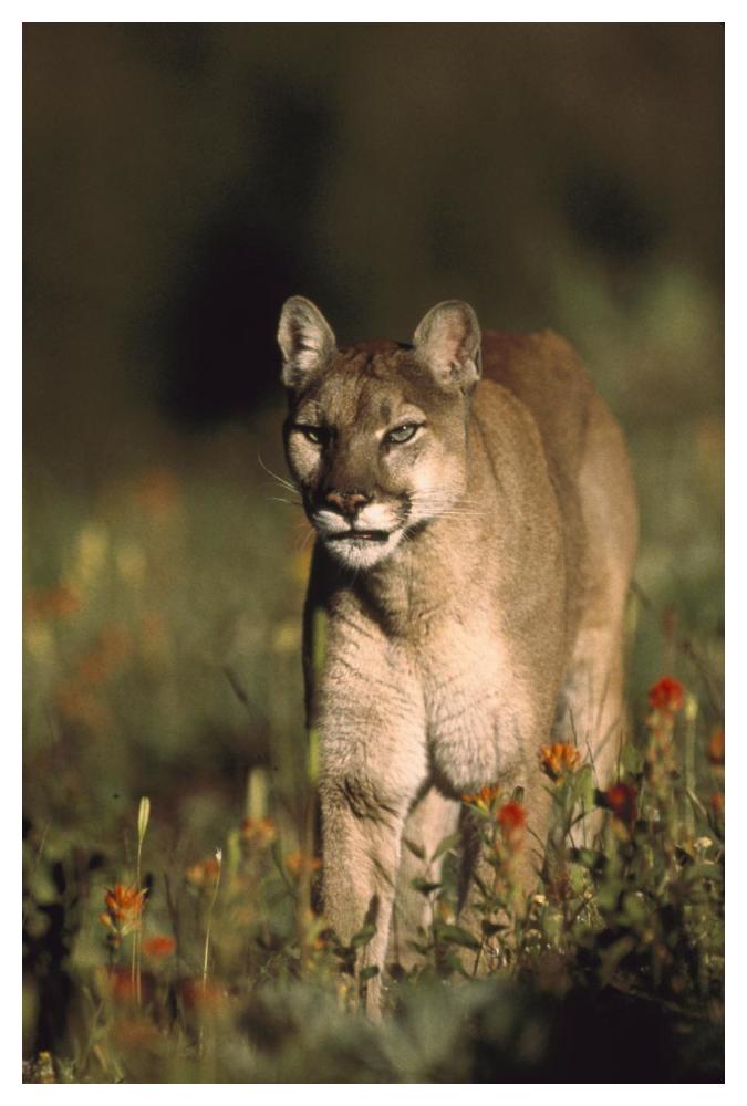 Mountain Lion Or Cougar Walking Through A Field Of Red Paintbrush Flowers, North America-Paper Art-34X50