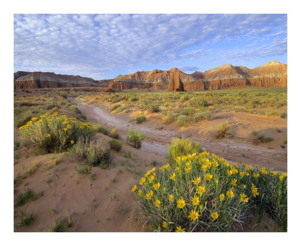 Wildflowers Growing Along Dirt Road, Temple Of The Moon, Capitol Reef National Park, Utah-Paper Art-22X18