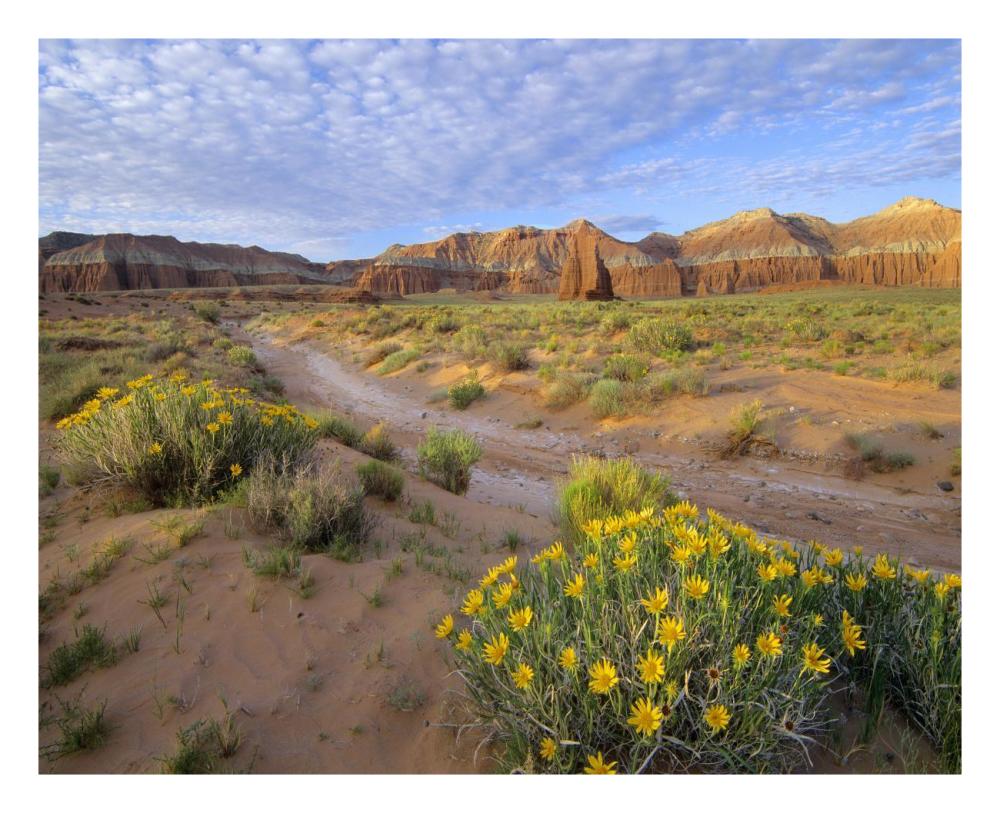 Wildflowers Growing Along Dirt Road, Temple Of The Moon, Capitol Reef National Park, Utah-Paper Art-26X22