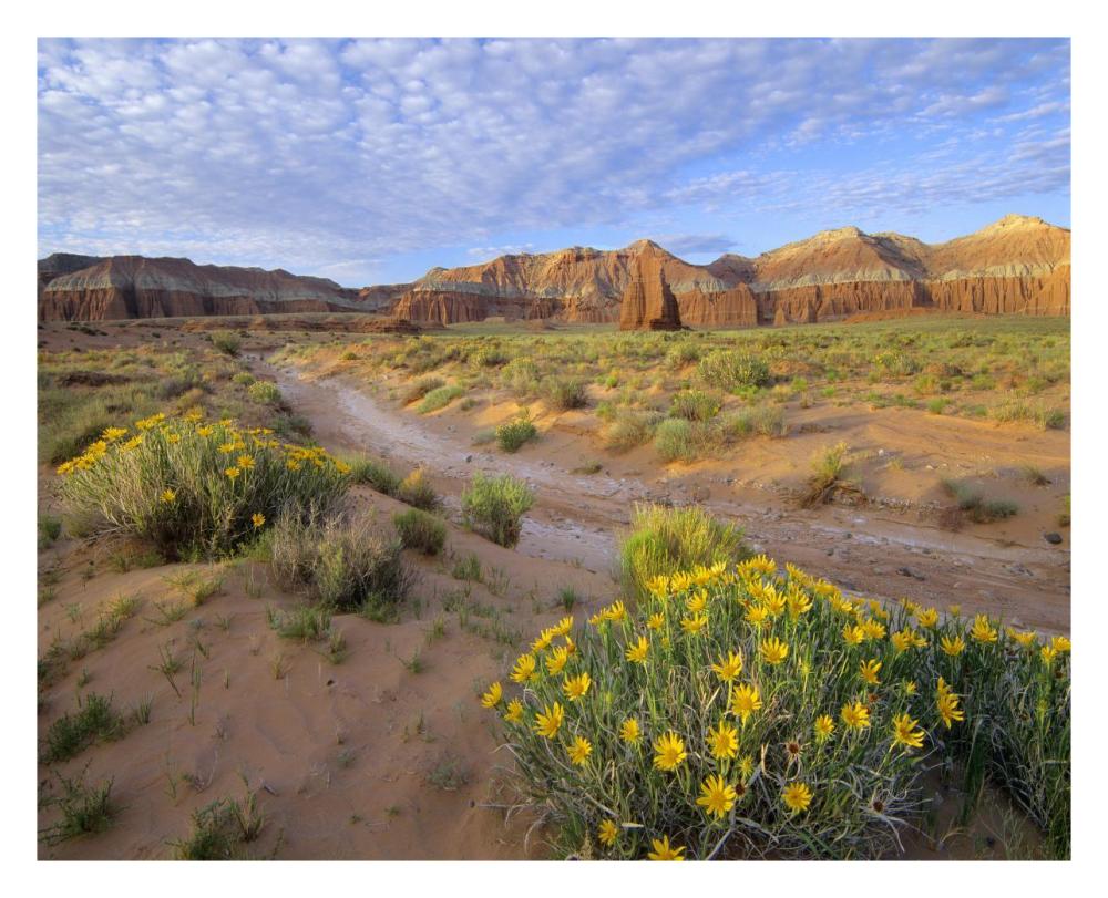 Wildflowers Growing Along Dirt Road, Temple Of The Moon, Capitol Reef National Park, Utah-Paper Art-30X24