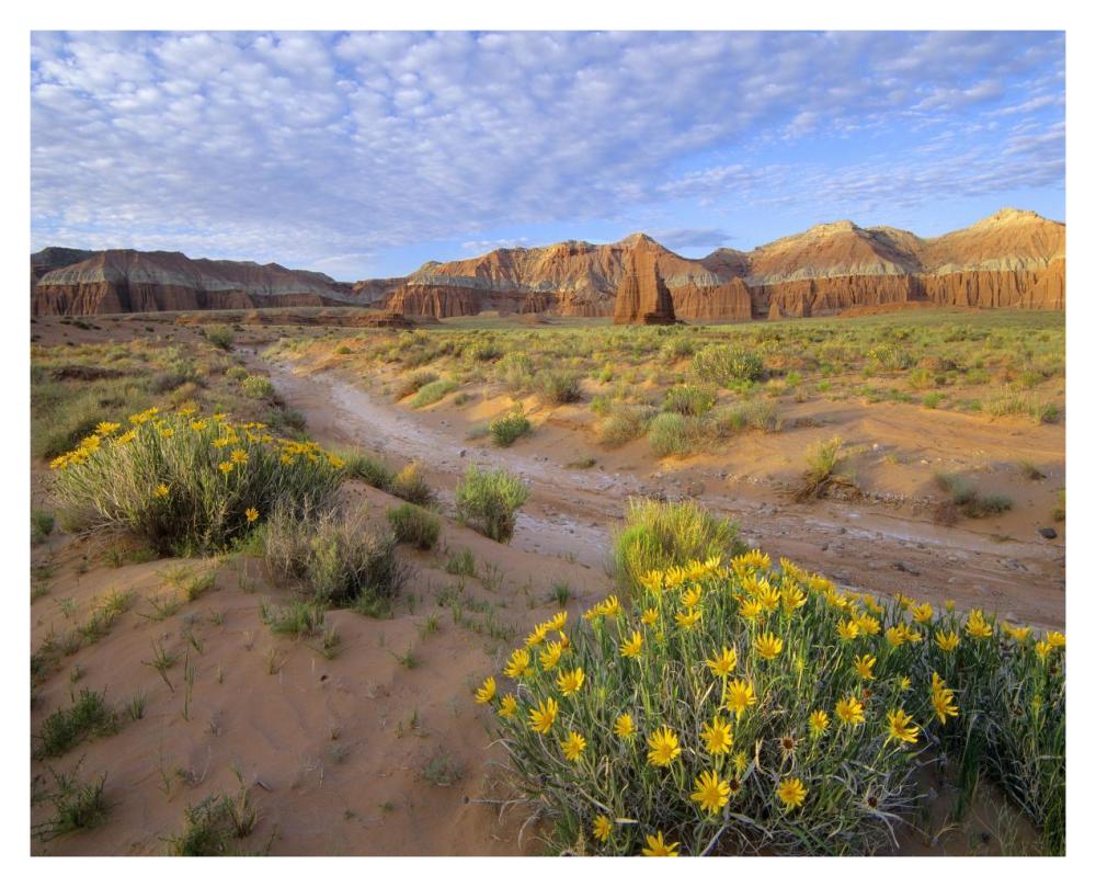 Wildflowers Growing Along Dirt Road, Temple Of The Moon, Capitol Reef National Park, Utah-Paper Art-37X30