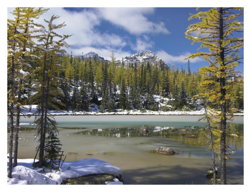 Boreal Forest In Light Snow, Opabin Plateau, Yoho National Park, British Columbia, Canada-Paper Art-18X14