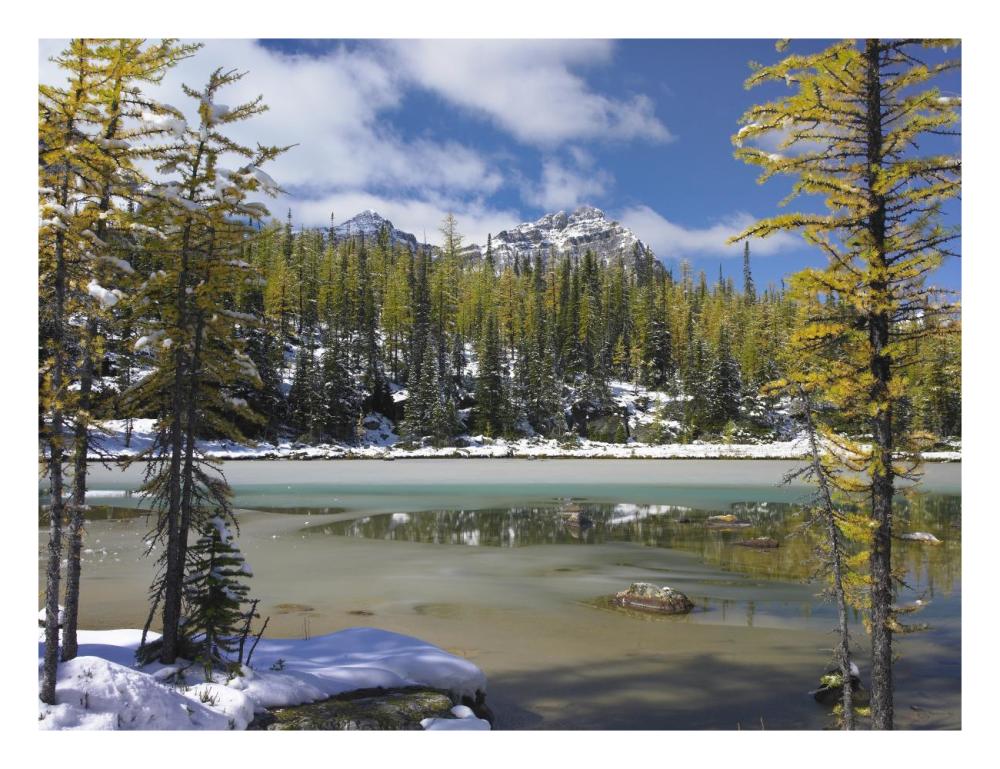 Boreal Forest In Light Snow, Opabin Plateau, Yoho National Park, British Columbia, Canada-Paper Art-26X20
