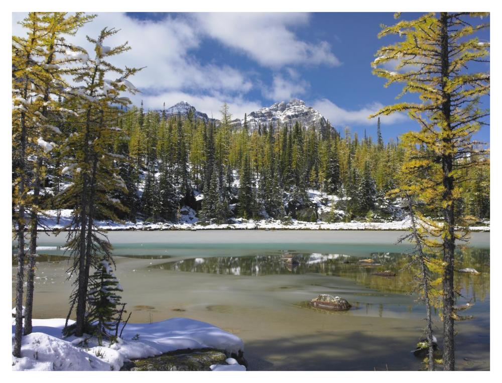 Boreal Forest In Light Snow, Opabin Plateau, Yoho National Park, British Columbia, Canada-Paper Art-42X32
