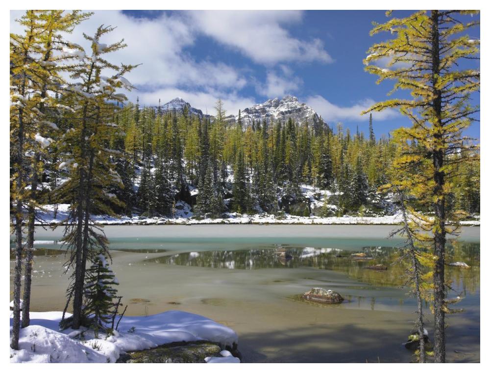 Boreal Forest In Light Snow, Opabin Plateau, Yoho National Park, British Columbia, Canada-Paper Art-50X38