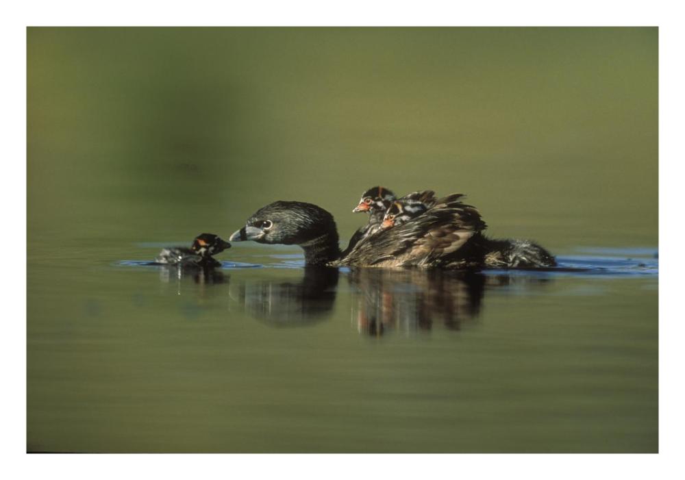 Pied-Billed Grebe Parent With Two Chicks On Its Back And One Learning To Swim, New Mexico-Paper Art-26X18