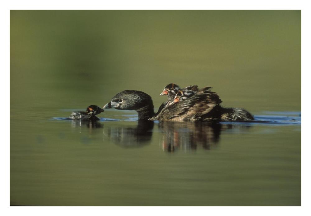 Pied-Billed Grebe Parent With Two Chicks On Its Back And One Learning To Swim, New Mexico-Paper Art-32X22