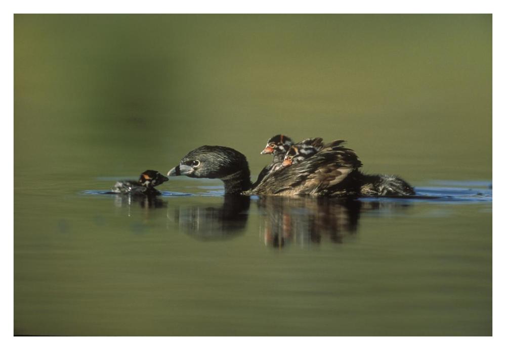 Pied-Billed Grebe Parent With Two Chicks On Its Back And One Learning To Swim, New Mexico-Paper Art-38X26