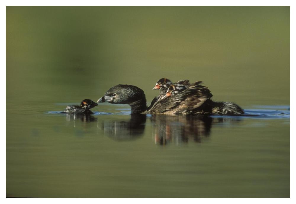 Pied-Billed Grebe Parent With Two Chicks On Its Back And One Learning To Swim, New Mexico-Paper Art-50X34